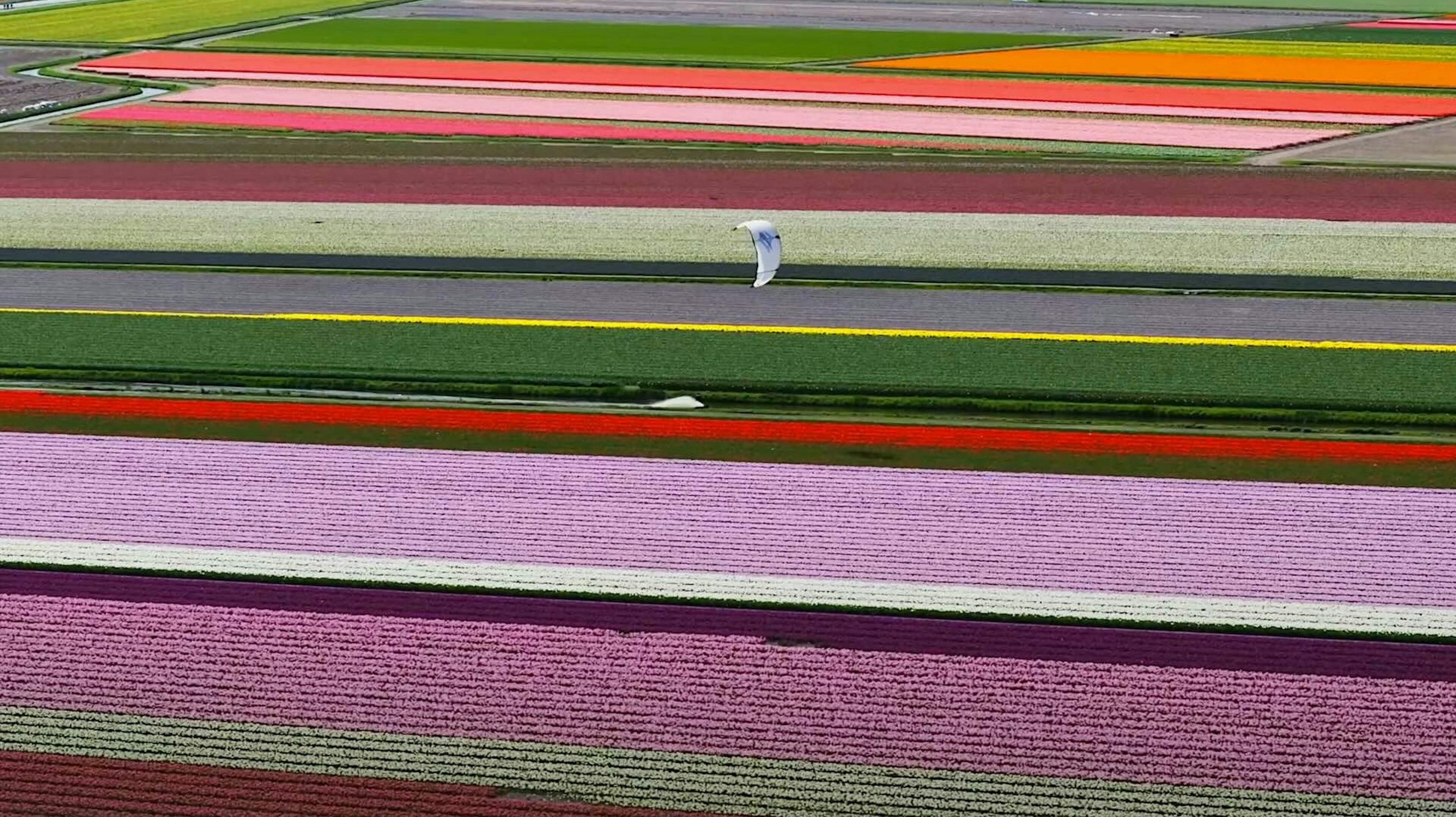 Kiting-in-fields-of-tulips