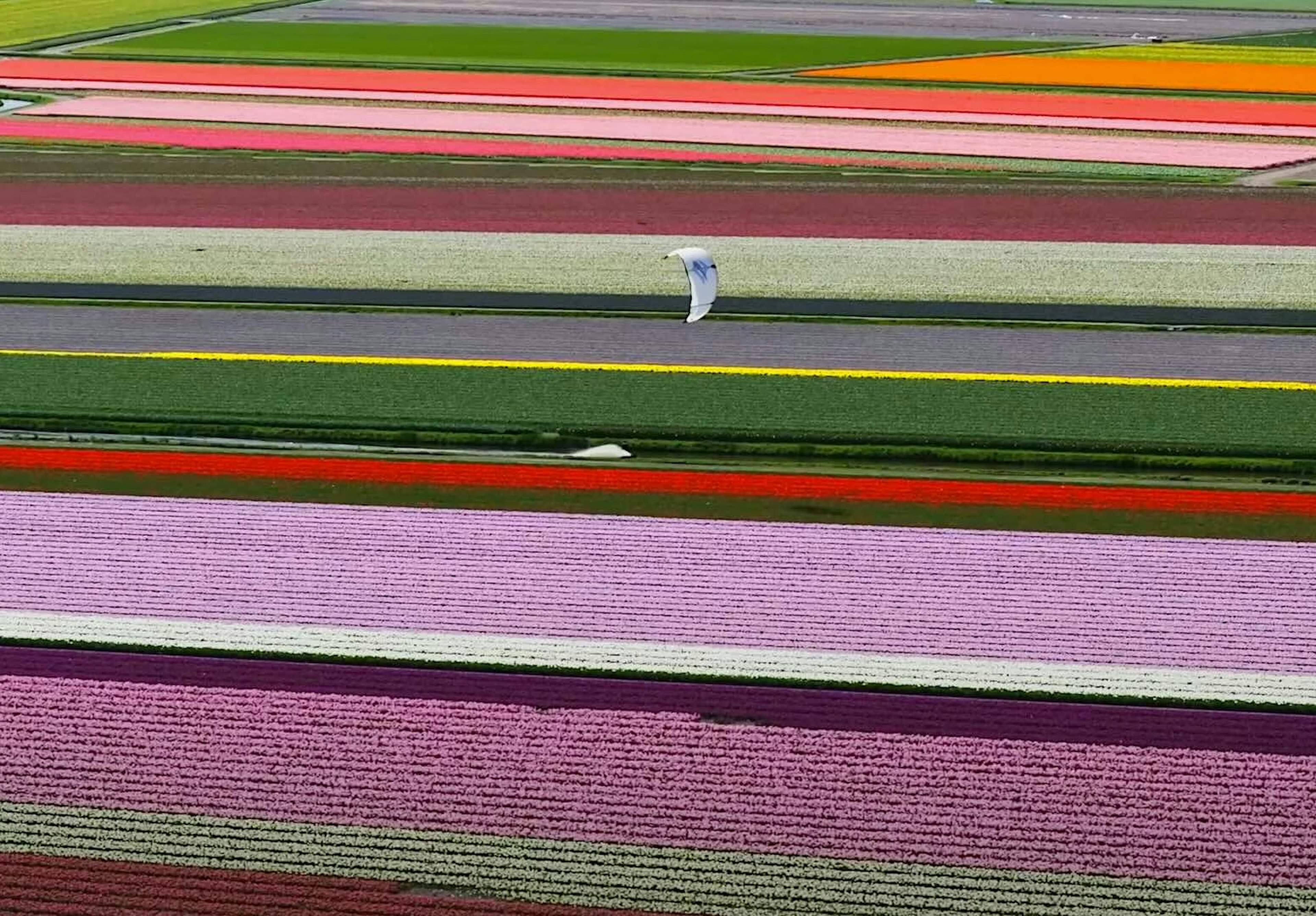 Kiting-in-fields-of-tulips