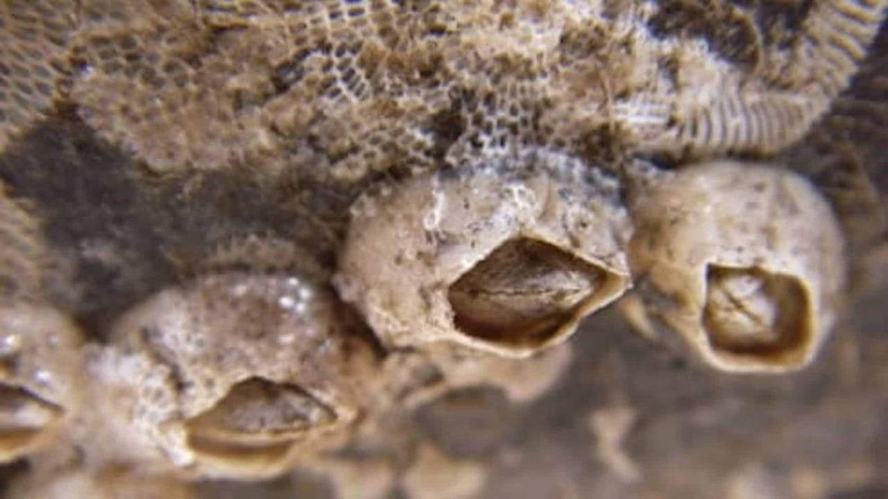 Havstulpaner_batbotten-gäller