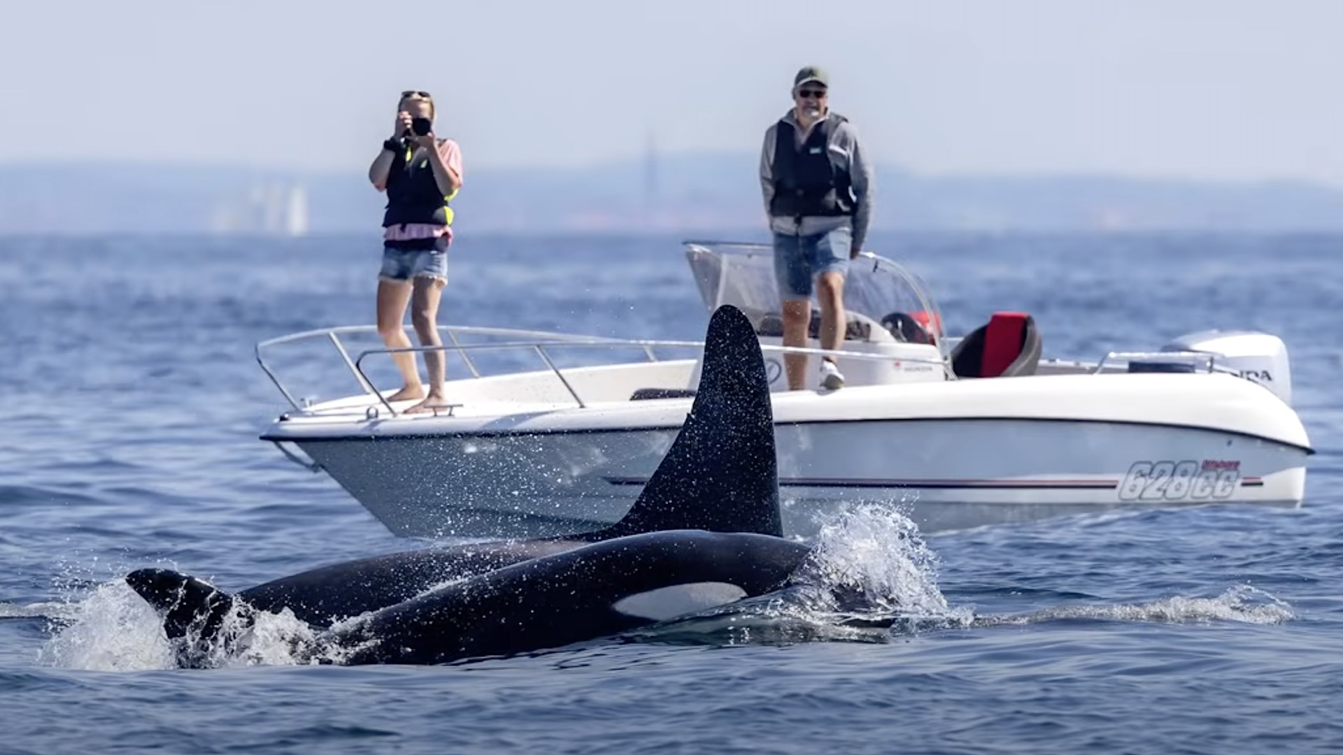 Spackhuggare-pa-Vastkusten