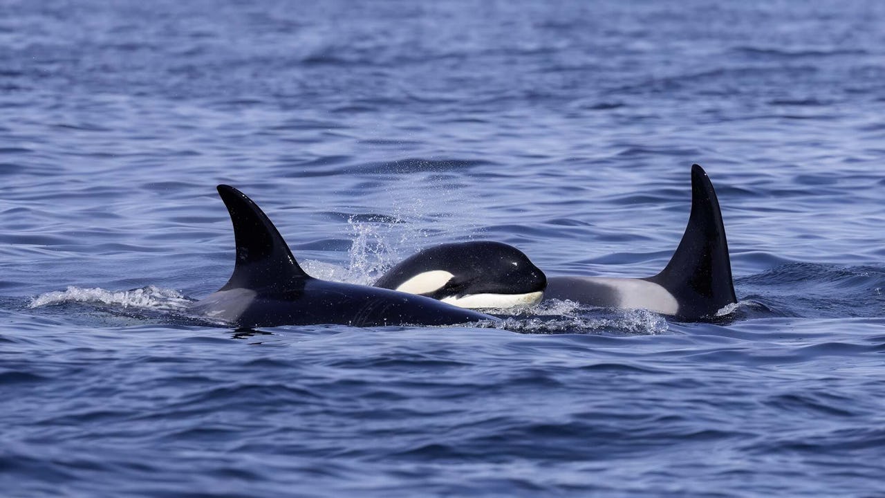 Familj med späckhuggare i Sverige