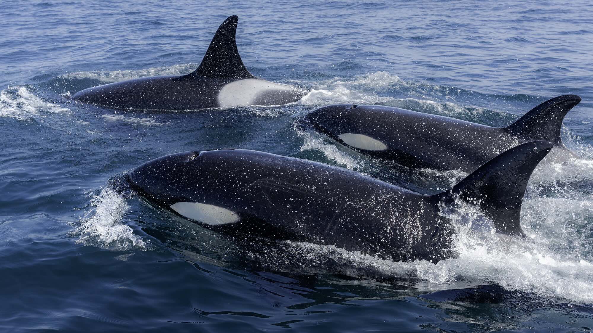 Spackhuggare-vid-svenska-kusten