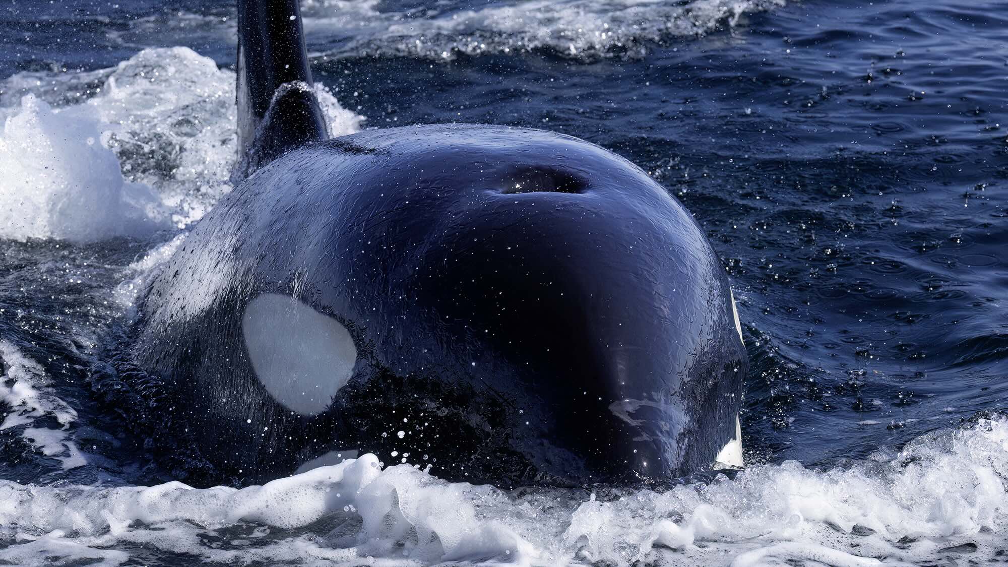 Spackhuggare-vid-svenska-kusten-3