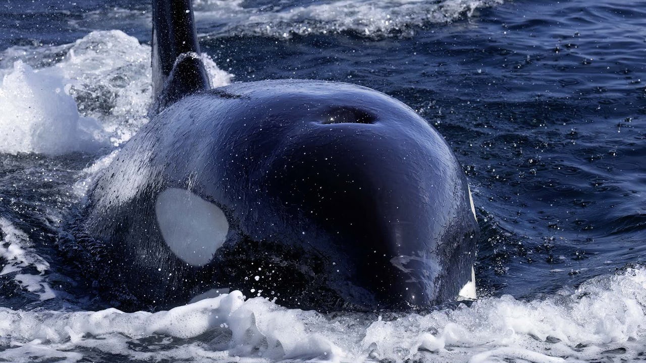 Spackhuggare-vid-svenska-kusten-3