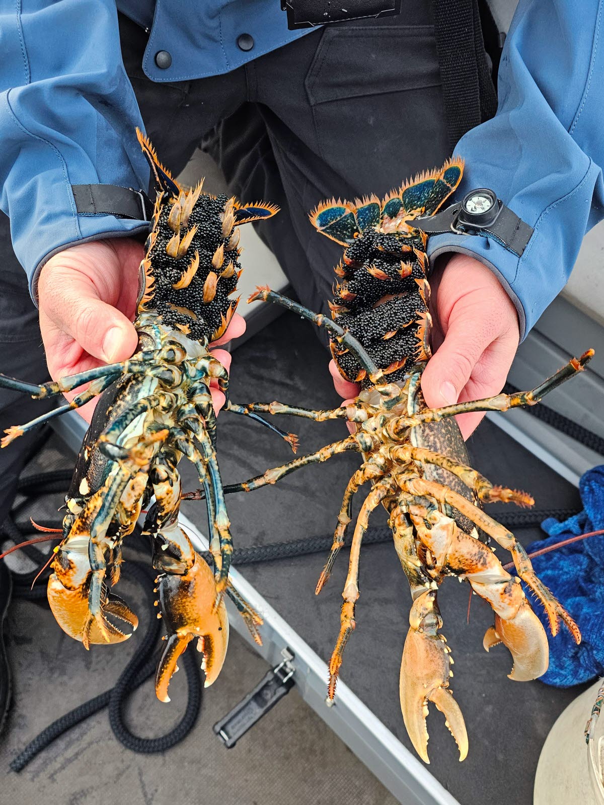 Hummerkontroll-Kustbevakningen-hona-rom