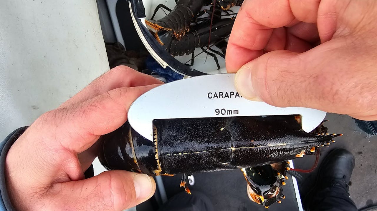 Hummerkontroll-Kustbevakningen-mätning