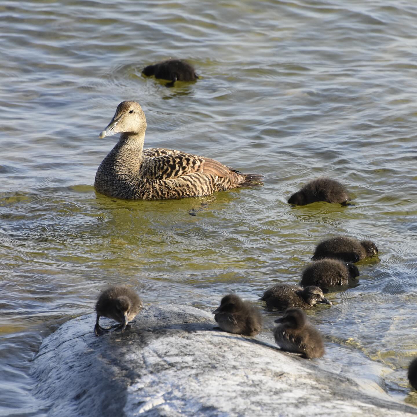 Andungar-skärgård