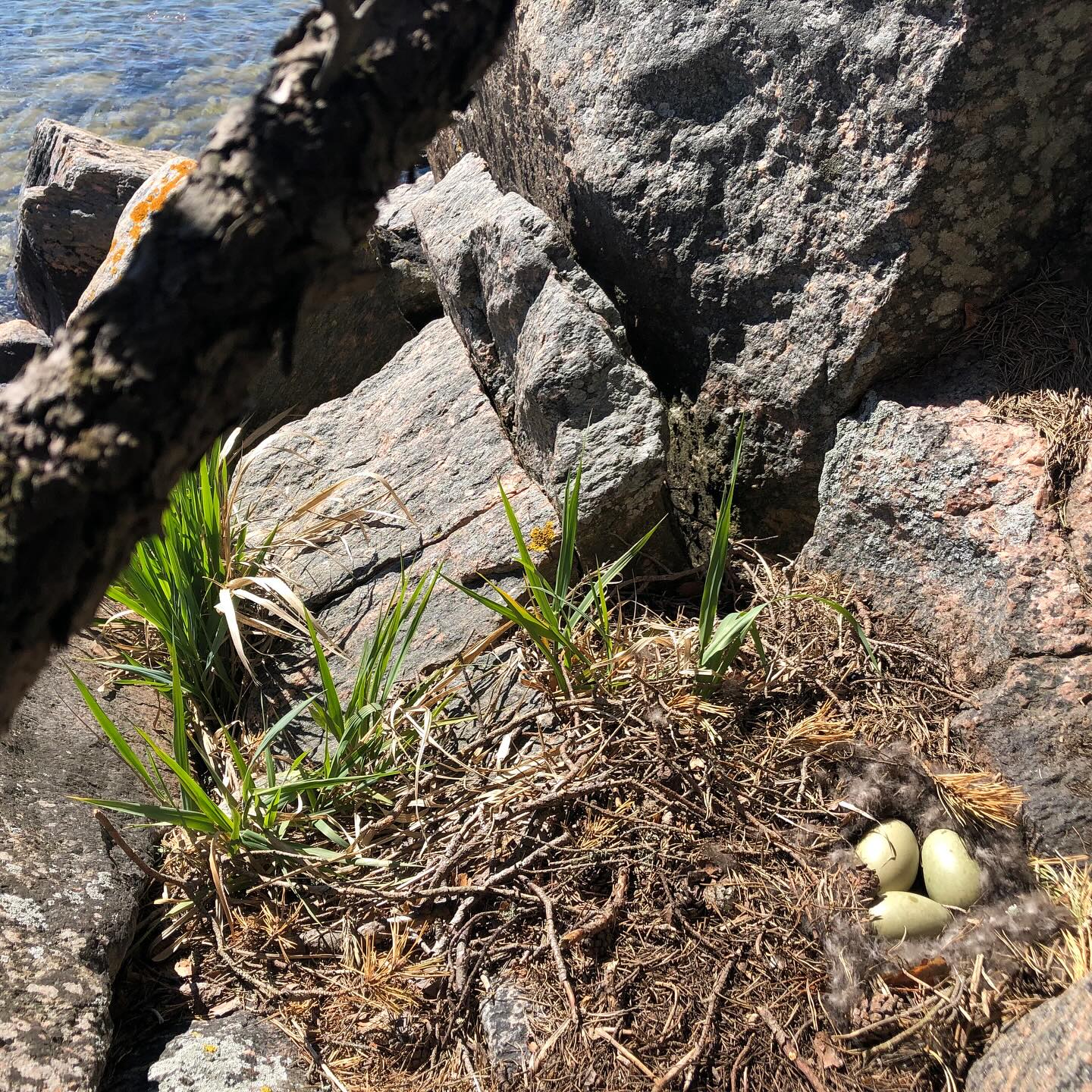 Fågelbo-skärgård