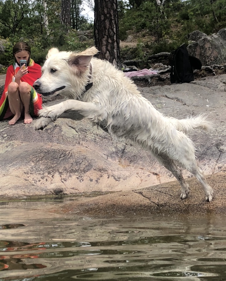 Golden-Retriever-bildspel