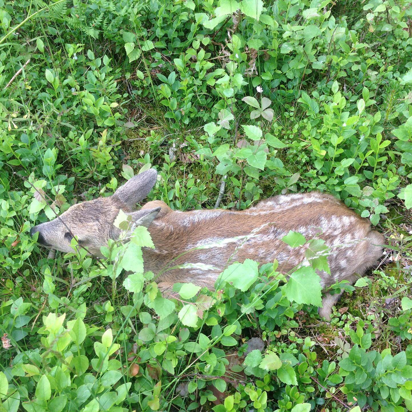 Rådjurskid-skärgården