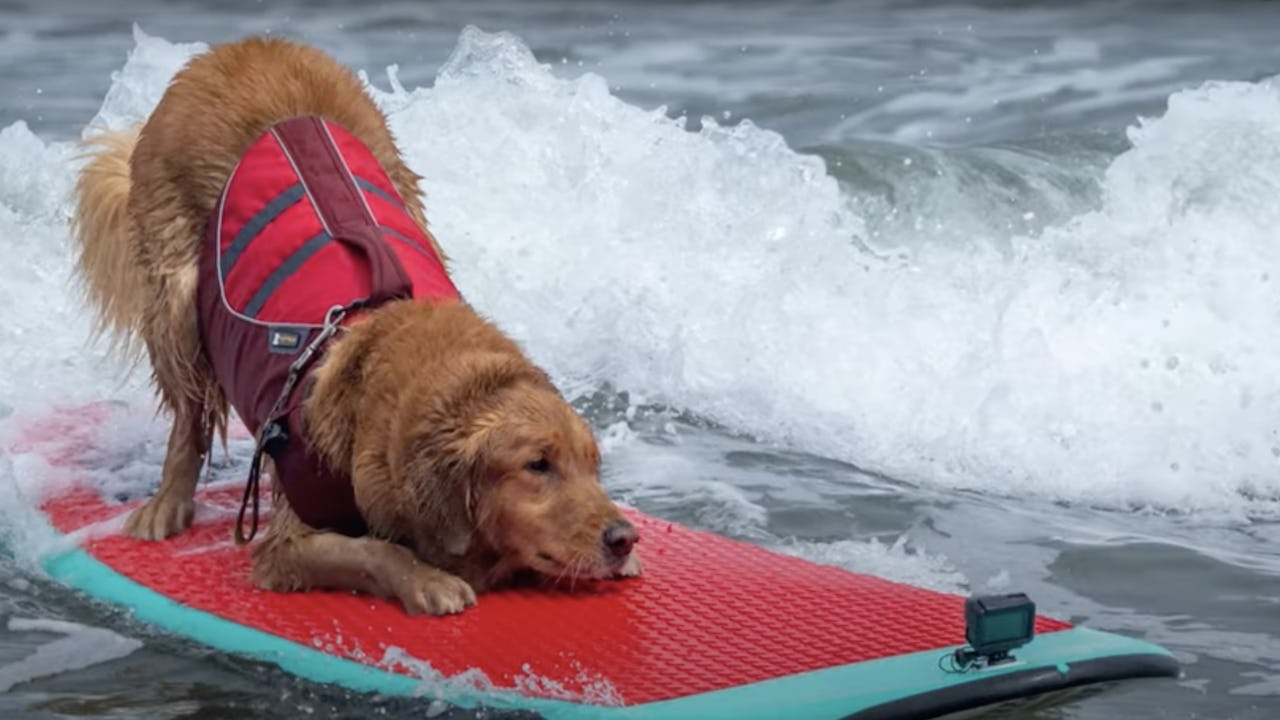 Hundsurfing-VM